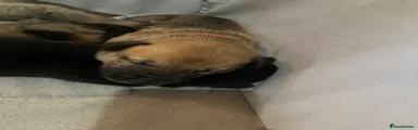 Shepsky 7