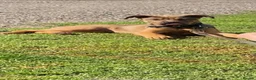 Mixed Breed dogs for sale: Doge de Bordeaux Cross German Shepard female in Thetford - Advert 2