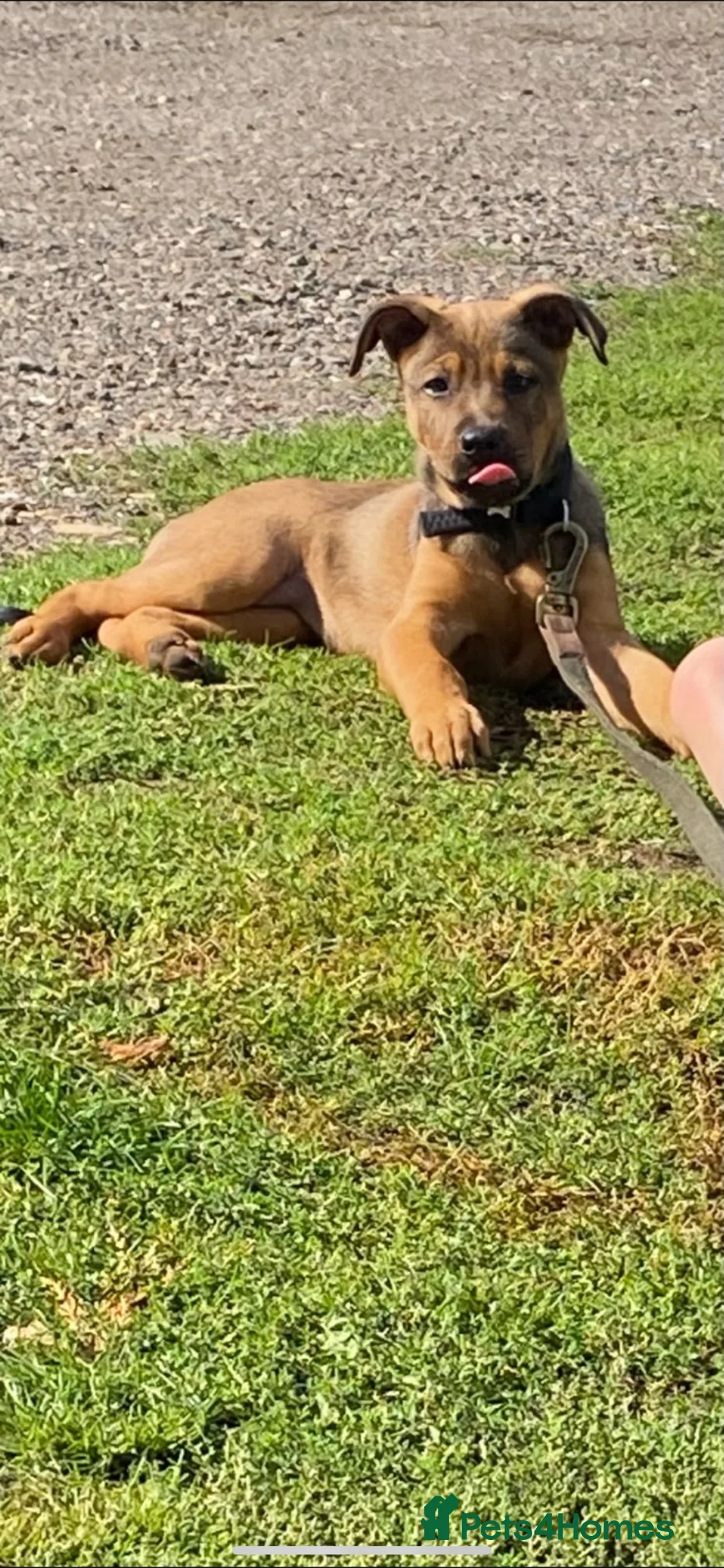 Mixed Breed dogs for sale: Doge de Bordeaux Cross German Shepard female in Thetford - Advert 2