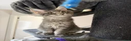 Maine Coon cats for sale: Mainecoone kitten  in Telford - Advert 1