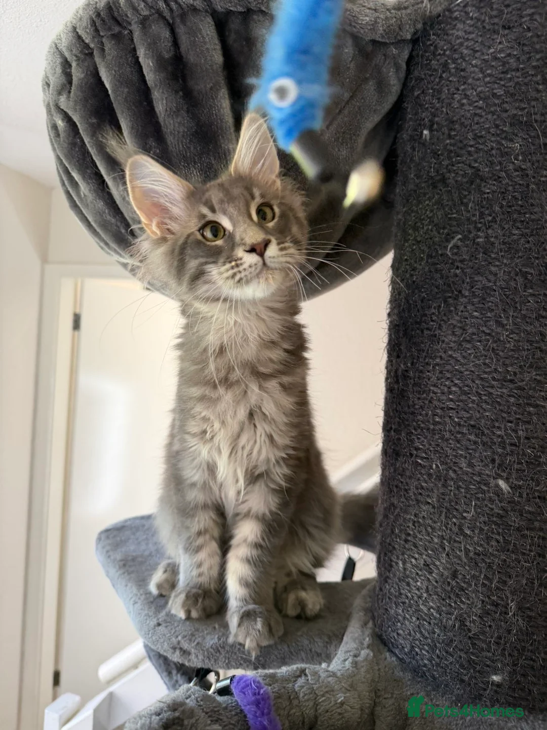 Maine Coon cats for sale: Mainecoone kitten  in Telford - Advert 1