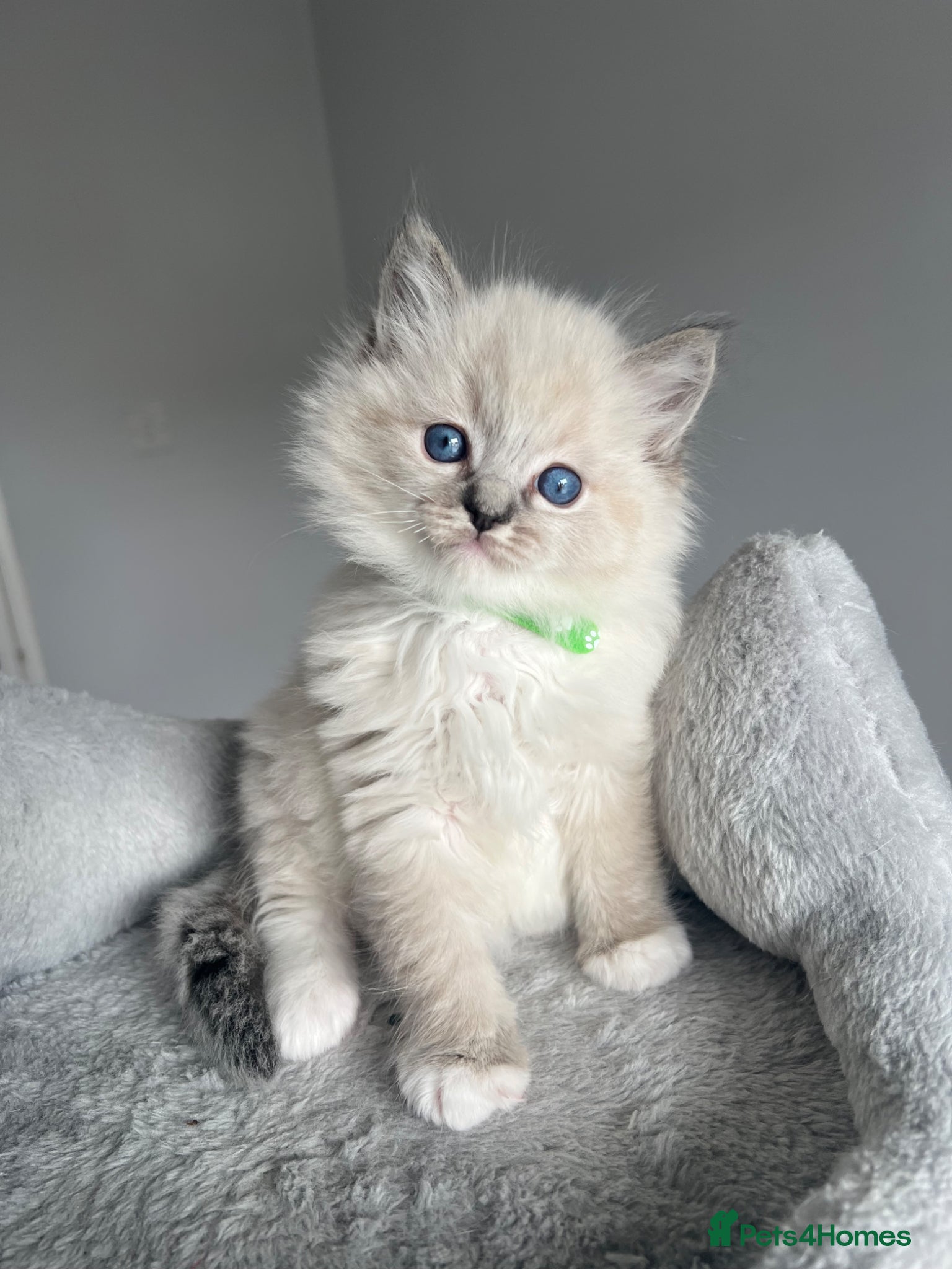 Ragdoll cats GCCF ragdoll kittens for sale - Advert 1