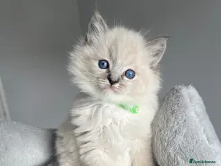 Ragdoll cats GCCF ragdoll kittens for sale - Advert 1