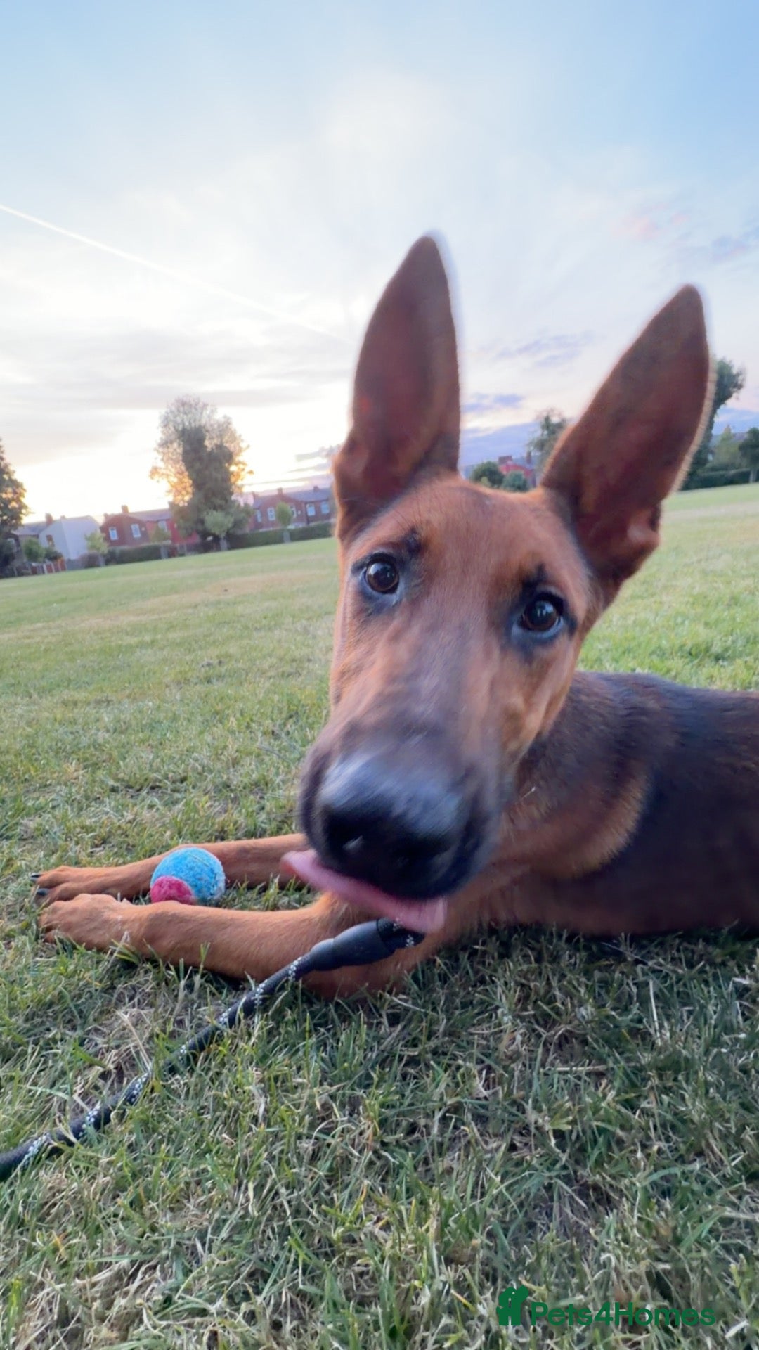 Mixed Breed dogs for sale: Belgium malanois mixed German shepherd  - Advert 1