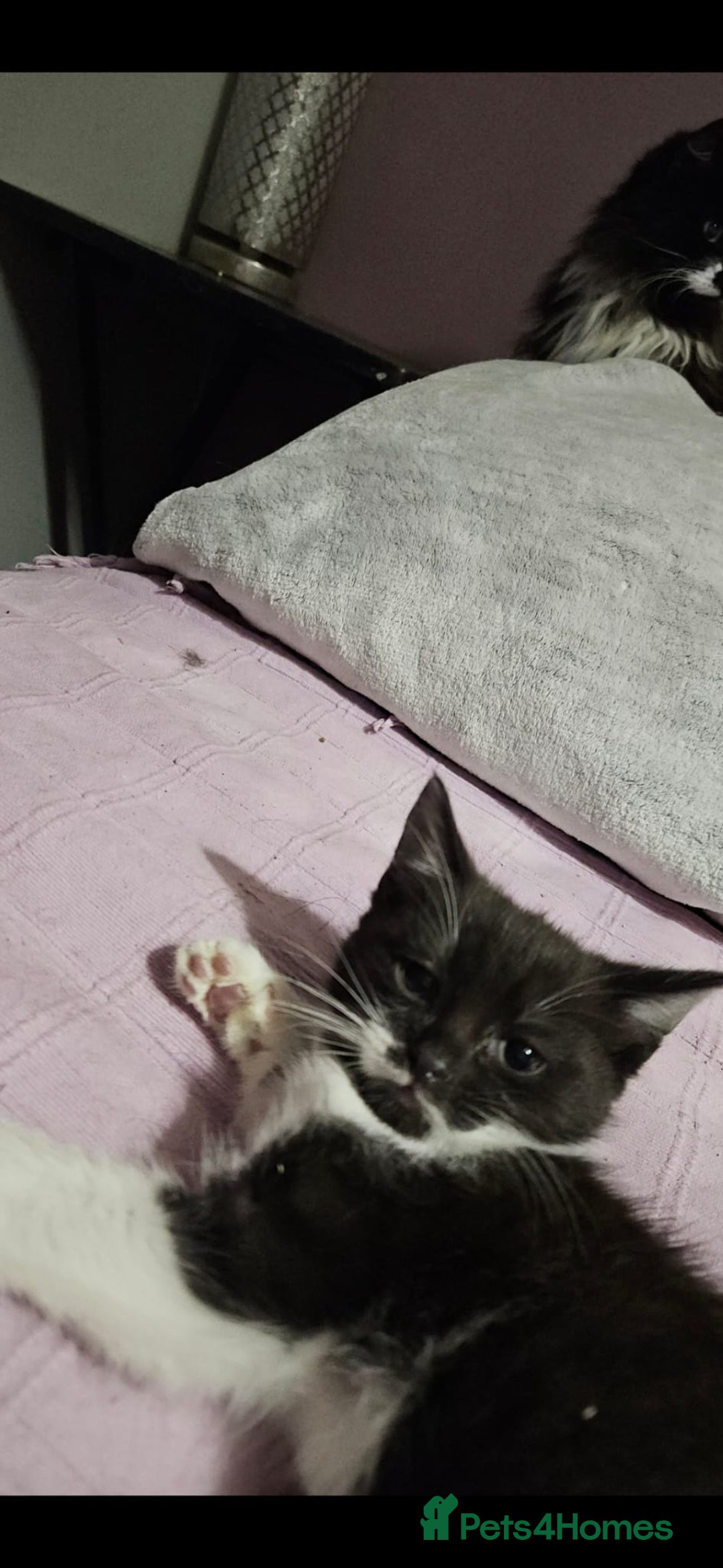 Mixed Breed cats for sale: Beautiful 8 week female £100 - Advert 3