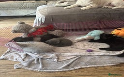 British Shorthair cats for sale: 1 Grey and 2 Black kittens - Image 2