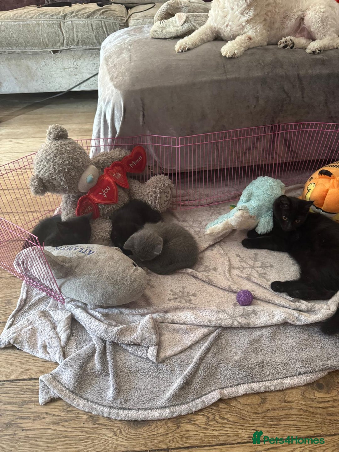 British Shorthair cats for sale: 1 Grey and 2 Black kittens - Image 2