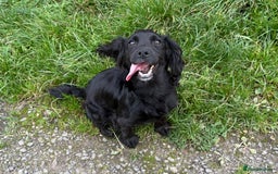 Cocker Spaniel dogs for sale: Cocker Spaniel Pups - Image 3