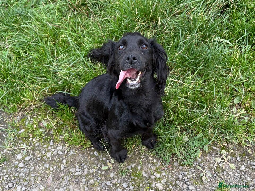 Cocker Spaniel dogs for sale: Cocker Spaniel Pups - Image 3