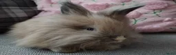 Angora rabbits for sale: English Angora Full Faced - Advert 5