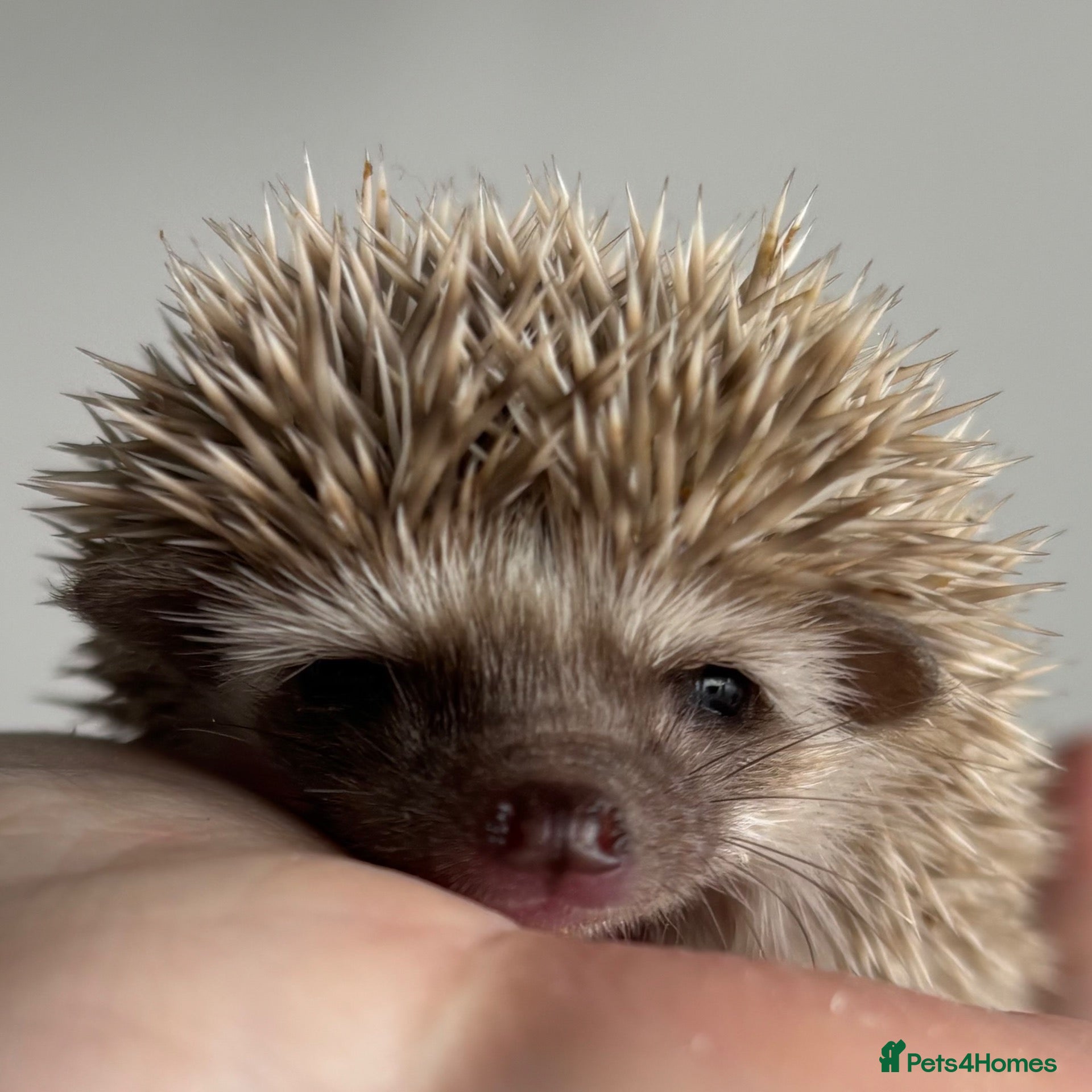 Pygmy Hedgehog rodents African Pygmy Hedgehog Ethically Bred  - Advert 5
