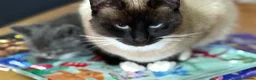 Mixed Breed cats for sale: Ragamuffin x British shorthair  - Advert 6