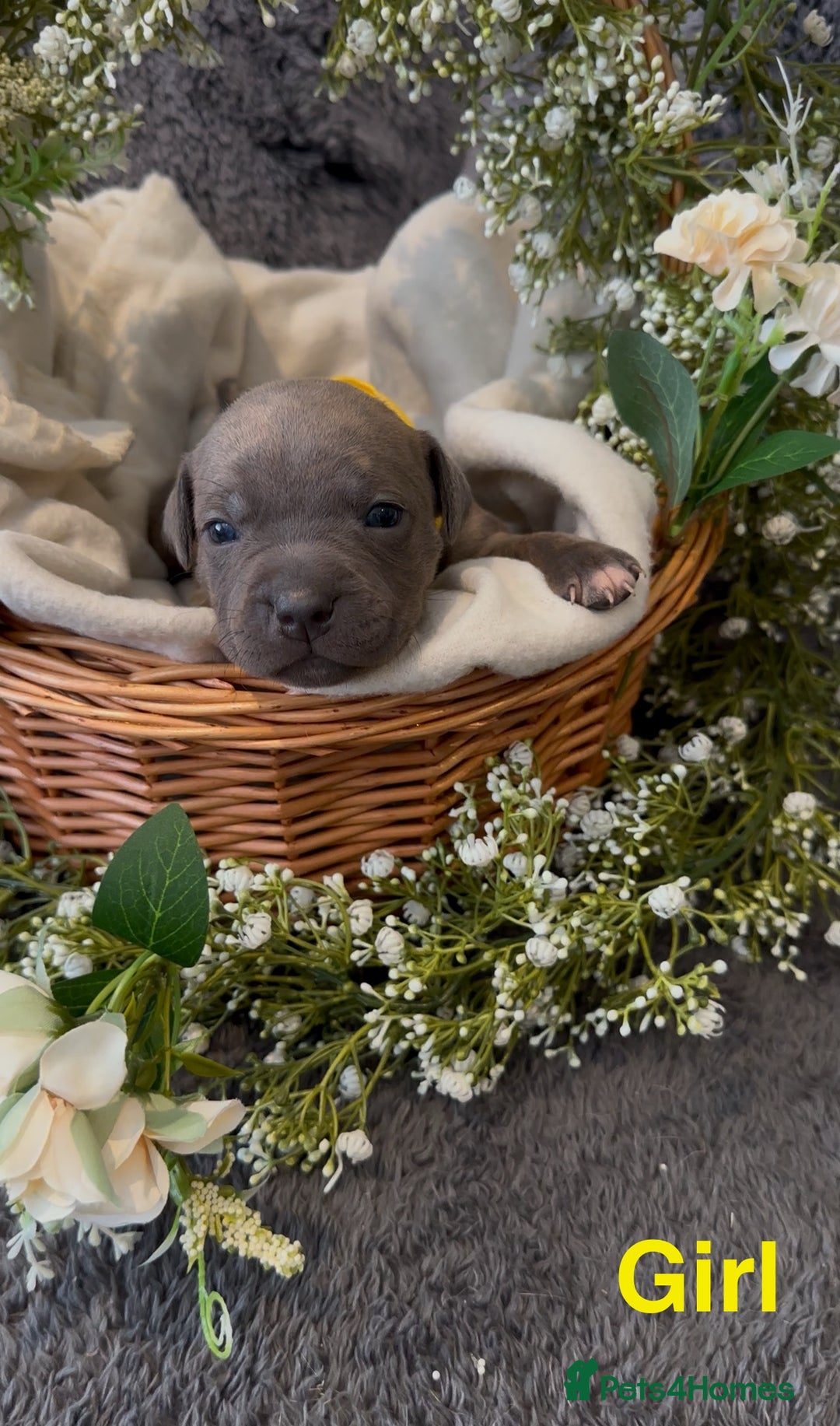 Staffordshire Bull Terrier dogs for sale: Stunning Staff Puppies  - Image 19