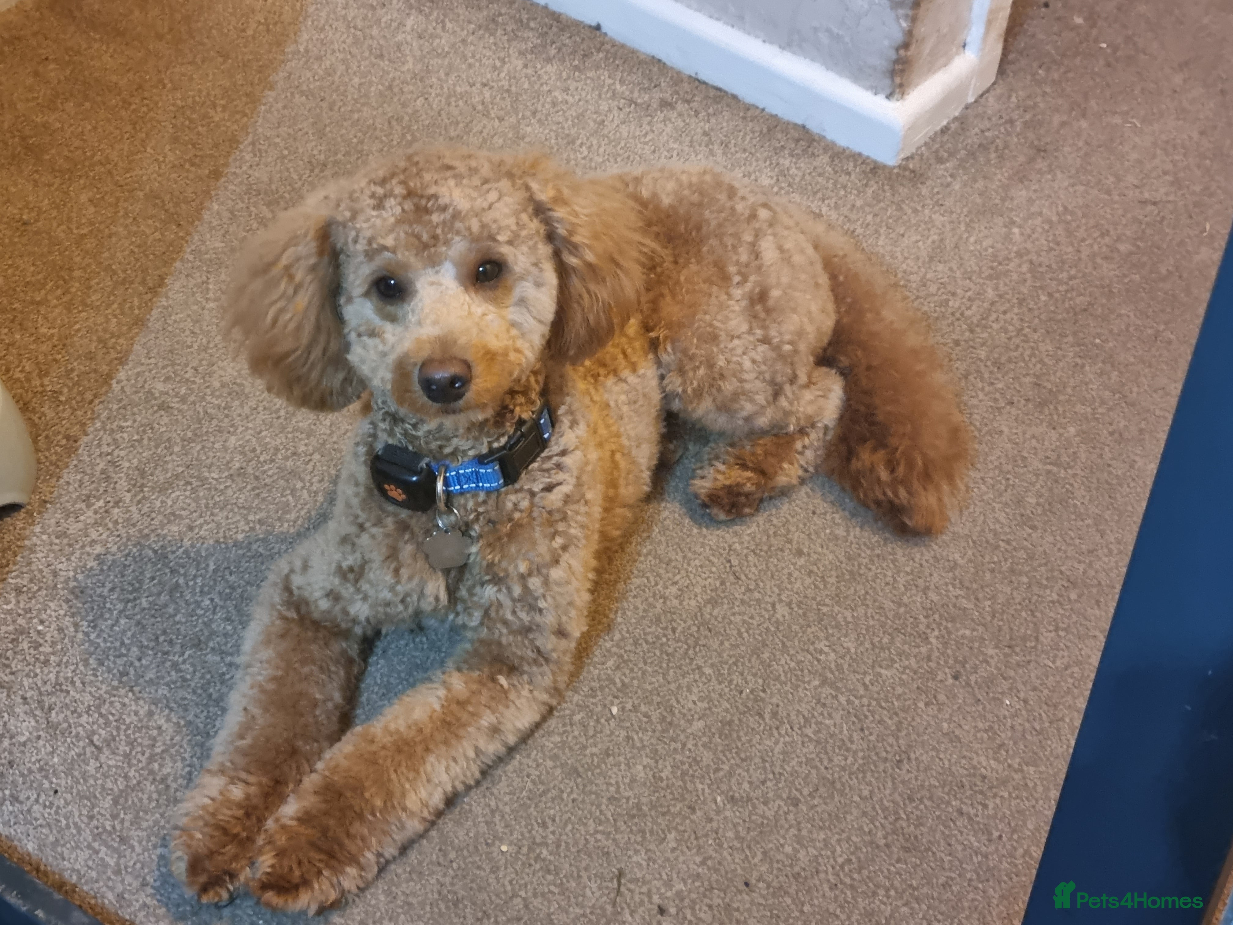 Toy Poodle dogs Stunning red toy poodle for stud in Coventry - Advert 14