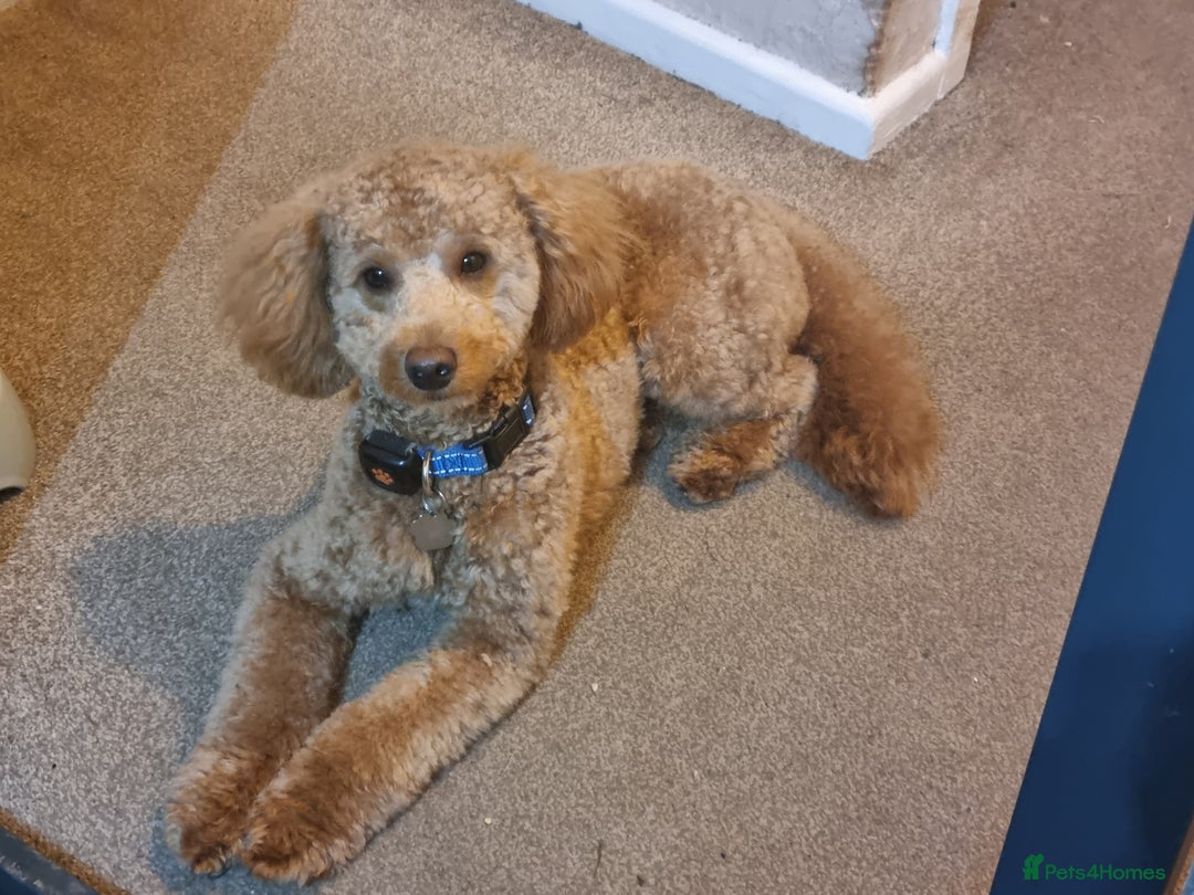 Toy Poodle dogs for stud: Stunning red toy poodle for stud in Coventry - Advert 1