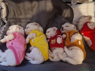 Maltese dogs Maltese baby newborns 🐶 💖 - Advert 18