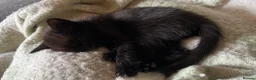 Mixed Breed cats for sale: Kittens - Advert 4