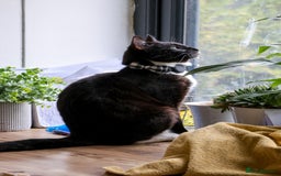 Domestic Shorthair cats for sale: Gentle Boy Cat Seeking Forever Family - Image 3