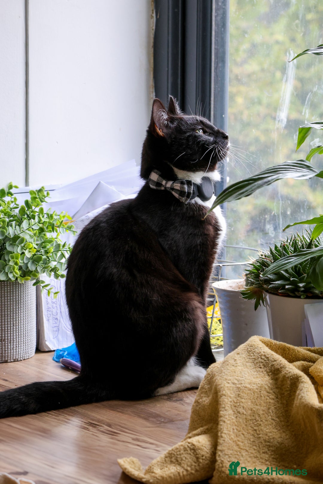 Domestic Shorthair cats for sale: Gentle Boy Cat Seeking Forever Family - Image 3