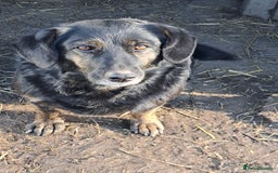 Mixed Breed dogs for adoption: Beautiful and Gentle LOLITA - for a Loving Home - Image 19