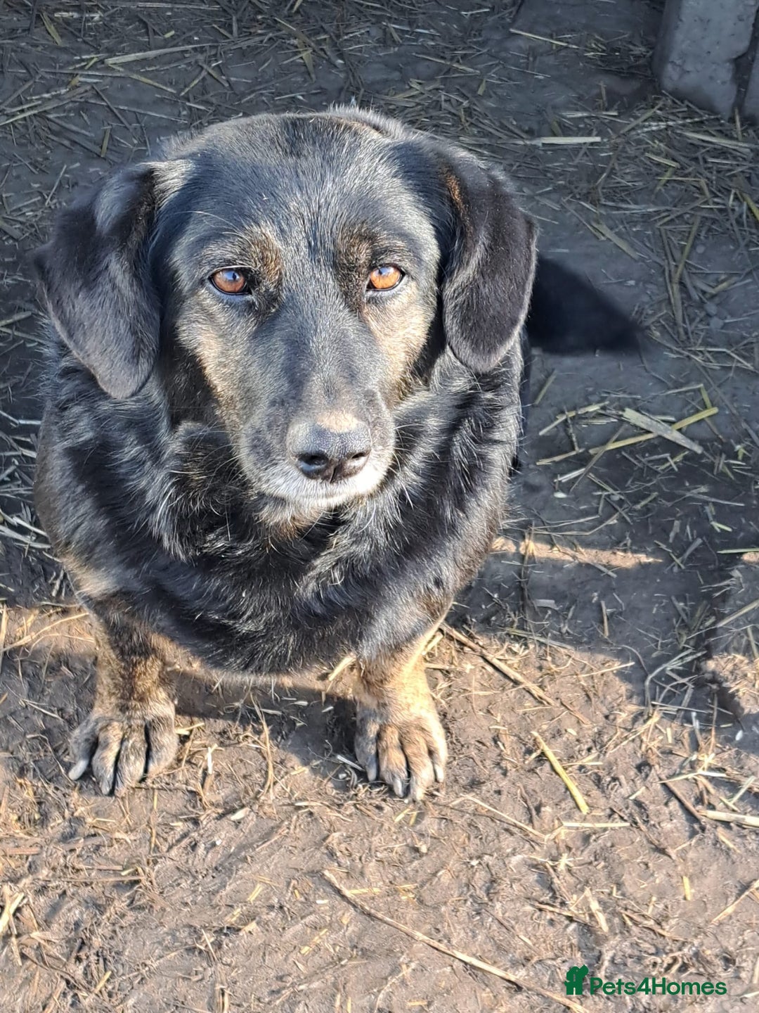 Mixed Breed dogs for adoption: Beautiful and Gentle LOLITA - for a Loving Home - Image 19