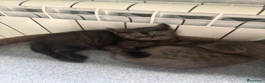 Scottish Fold 1