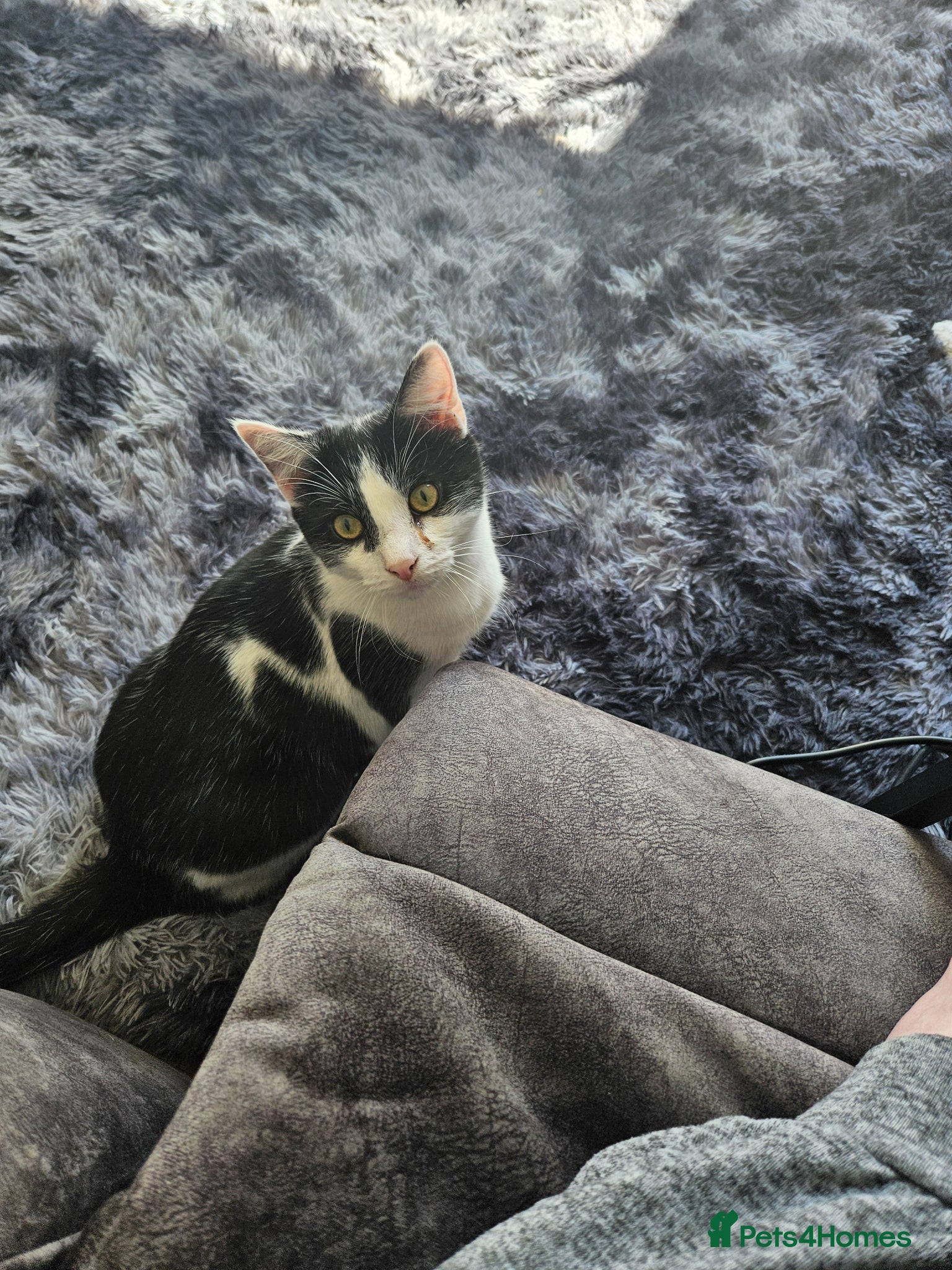 Mixed Breed cats 10 month old kittens  - Advert 1