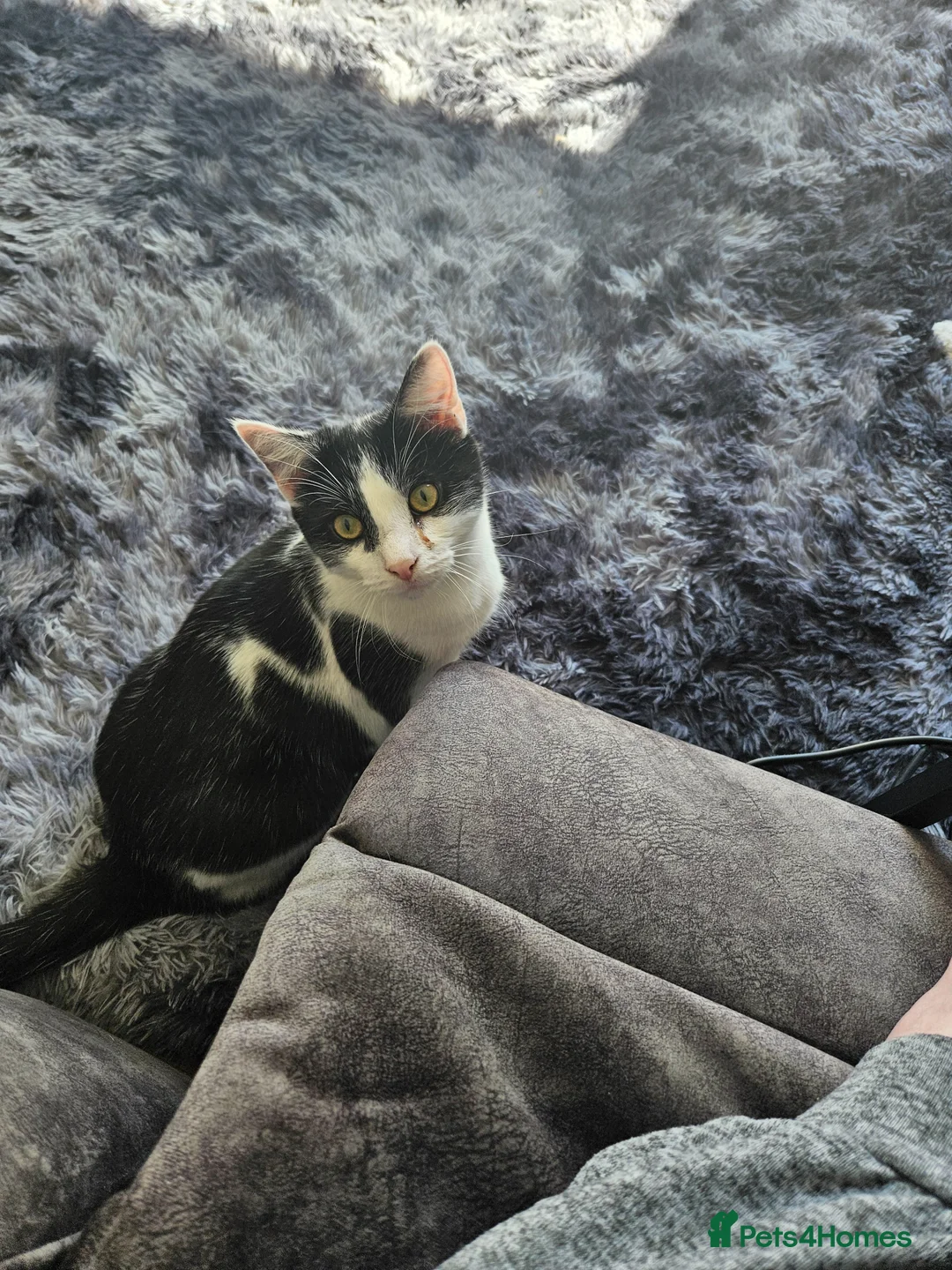Mixed Breed cats for sale: 10 month old kittens  in Birkenhead - Advert 1