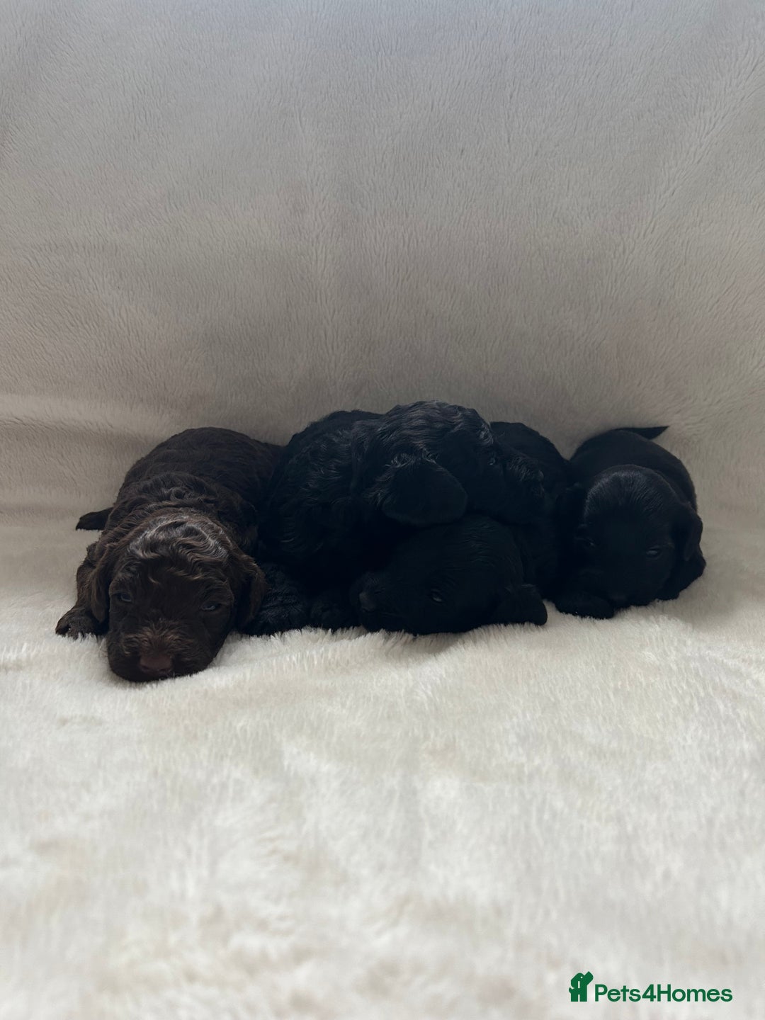 Cockapoo dogs for sale: Beautiful cockapoos - Image 10