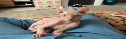 Sphynx cats for sale: 2 sphynx cats for sale/adoption. Male and Female.  - Advert 5