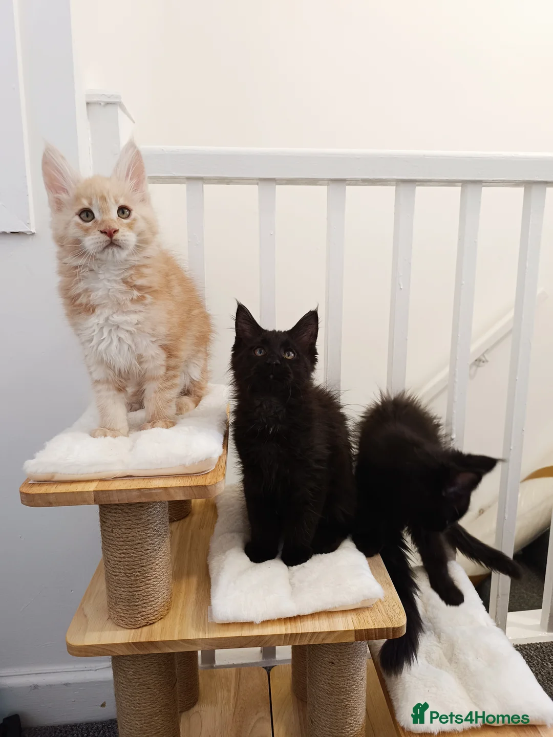 Maine Coon cats for sale: Maine Coon kittens boy and girl  - Advert 1