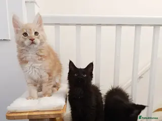 Maine Coon cats Maine Coon kittens boy and girl - Advert 1