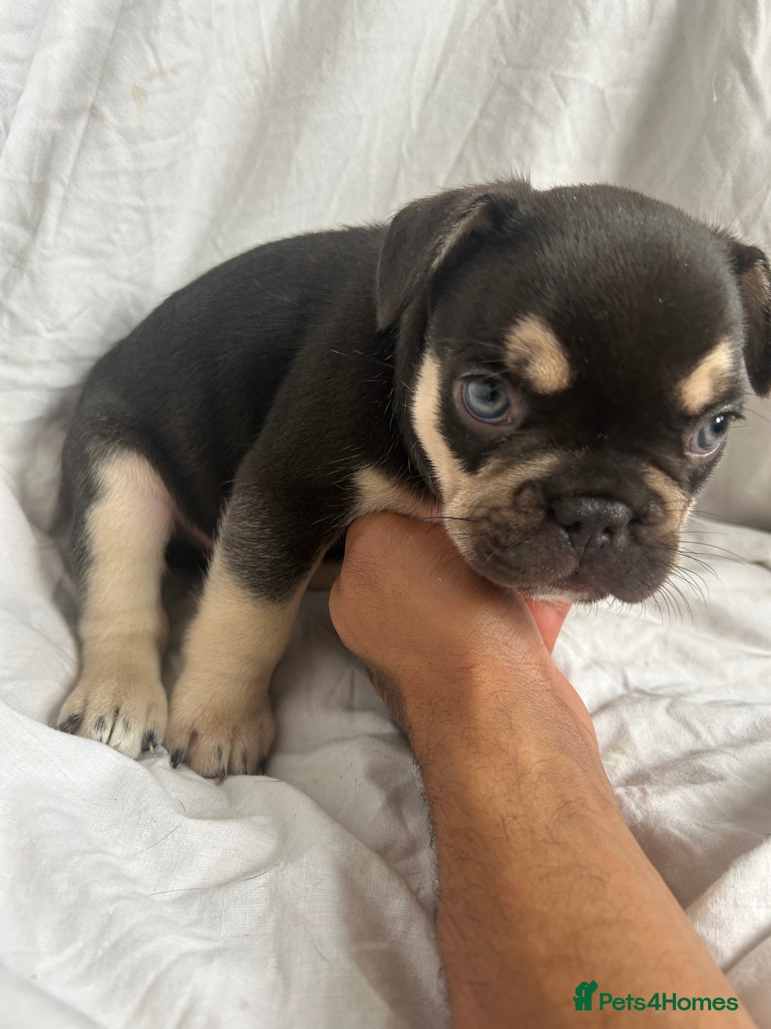 French Bulldog dogs for sale: French bulldog puppies fluffy carriers  - Image 22