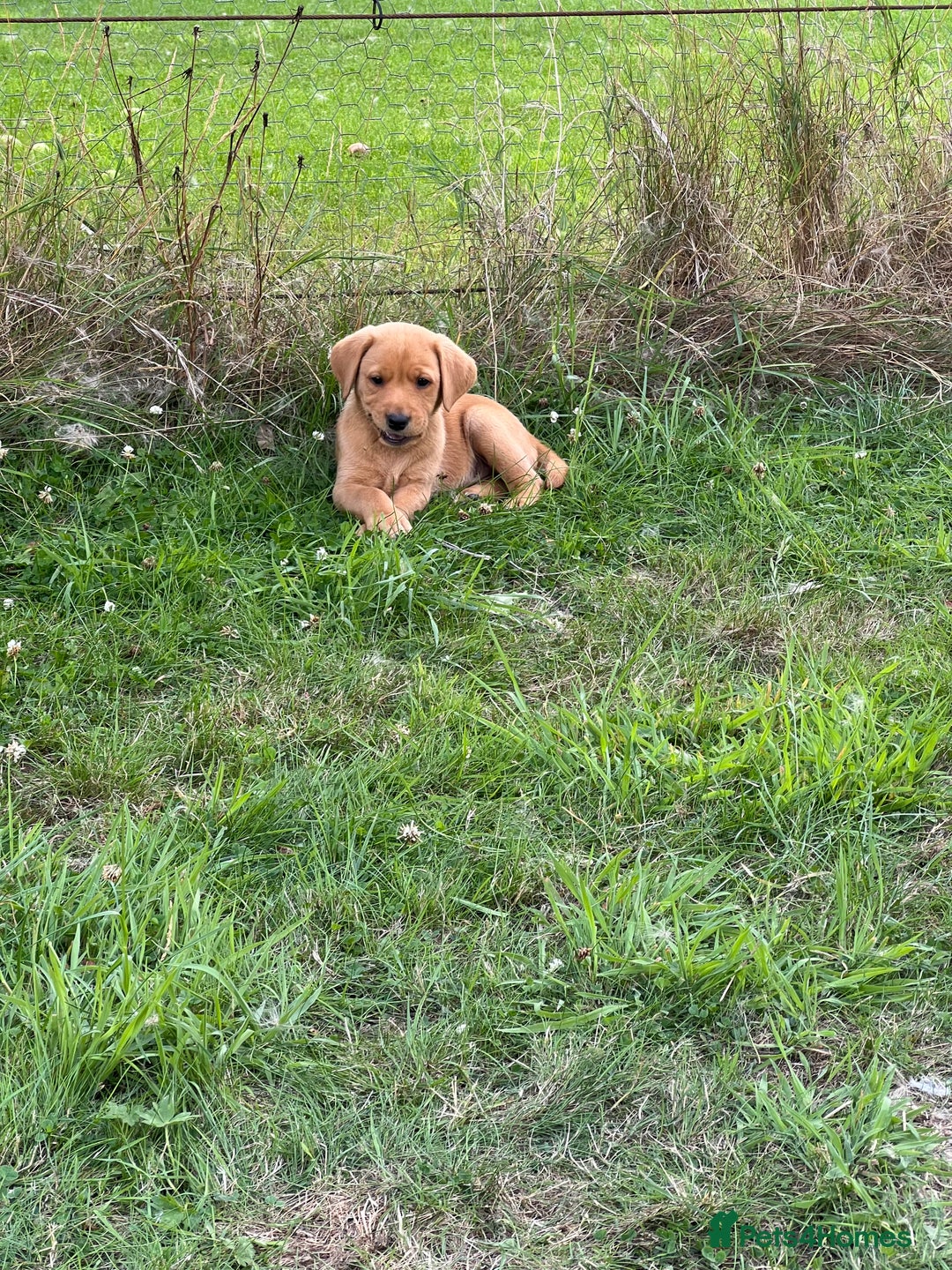 Labrador Retriever dogs for sale: Beautiful healthy puppies ready THIS WEEKEND - Image 16