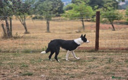 Border Collie dogs for sale: Half trained female Border collie - Image 2