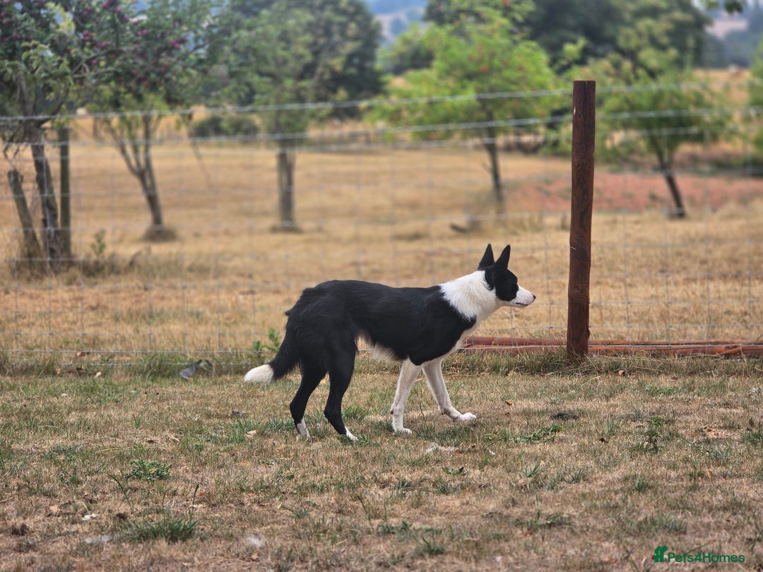 Border Collie dogs for sale: Half trained female Border collie - Image 2