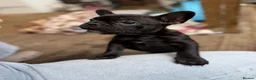 French Bulldog dogs for sale: French bulldog puppies ** last one reduced price  - Advert 2