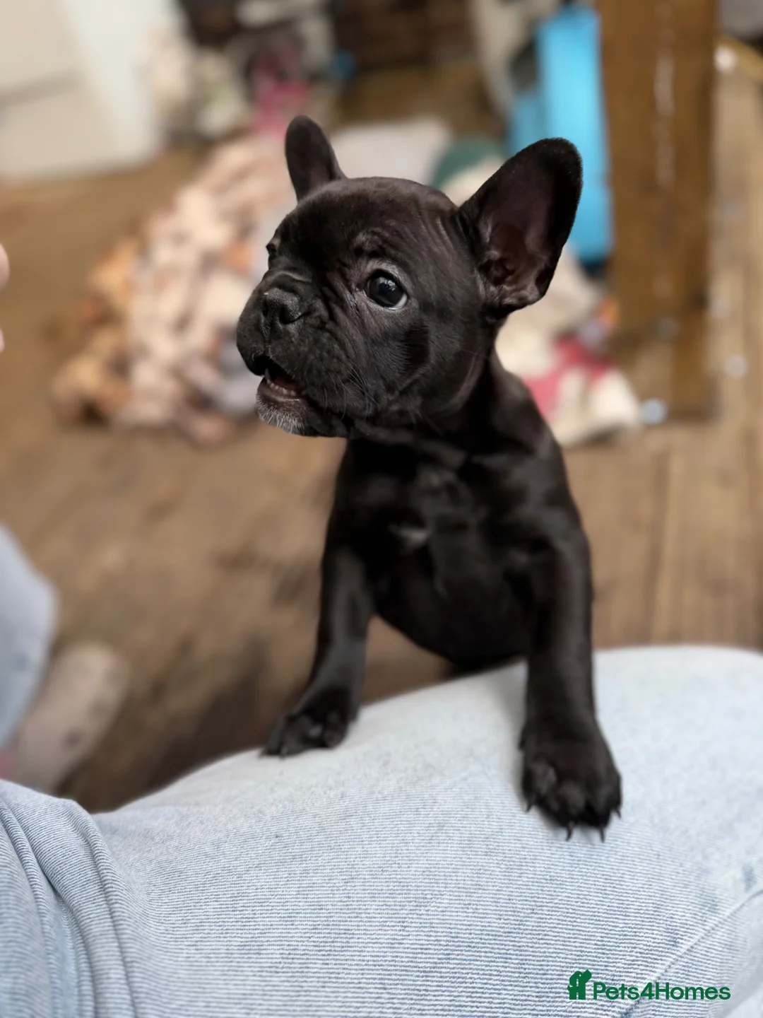 French Bulldog dogs for sale: French bulldog puppies ** last one reduced price  - Advert 2