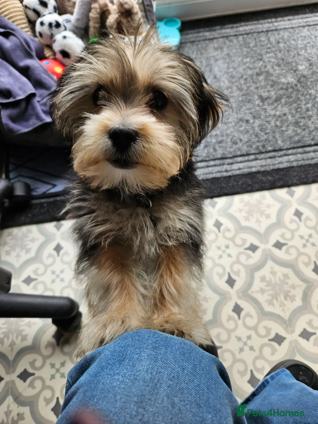 Morkie dogs for sale: Indi.  - Advert 1