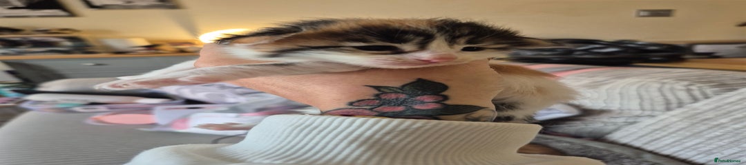 Maine Coon Kitten 5