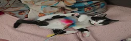 Turkish Angora cats for sale: 5 wonderful fur babies (4girls,1boy) - Advert 11