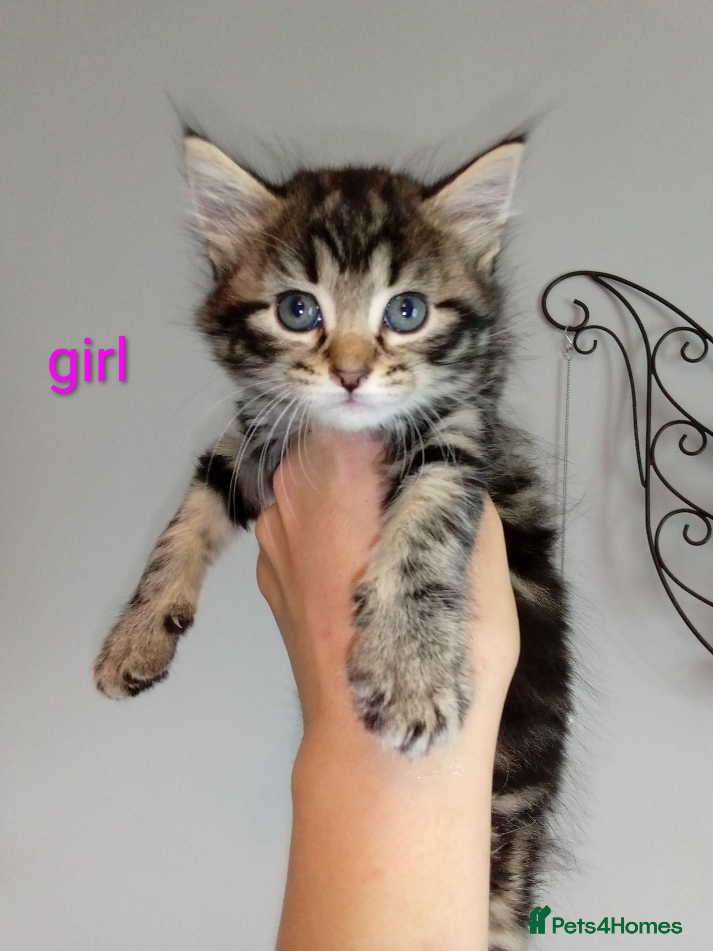 Mixed Breed cats 5 Fluffy Ragdoll x Tabby kittens  - Advert 9