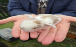 Mini Lop rabbits for sale: Stunning mini lop babies ready to secure  - Image 8