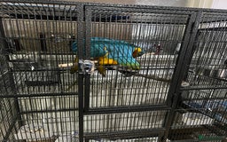 Macaws birds for sale: Beautiful macaw  - Image 5