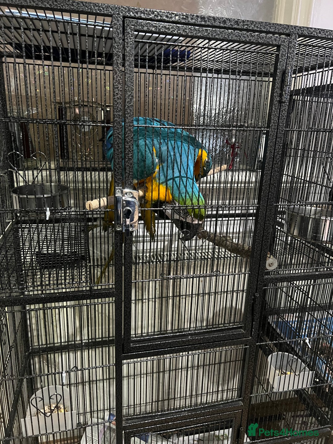 Macaws birds for sale: Beautiful macaw  - Image 5