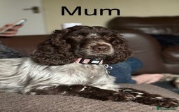 Cocker Spaniel dogs for sale: KC Registered Show Cocker Spaniel Puppies  - Image 13