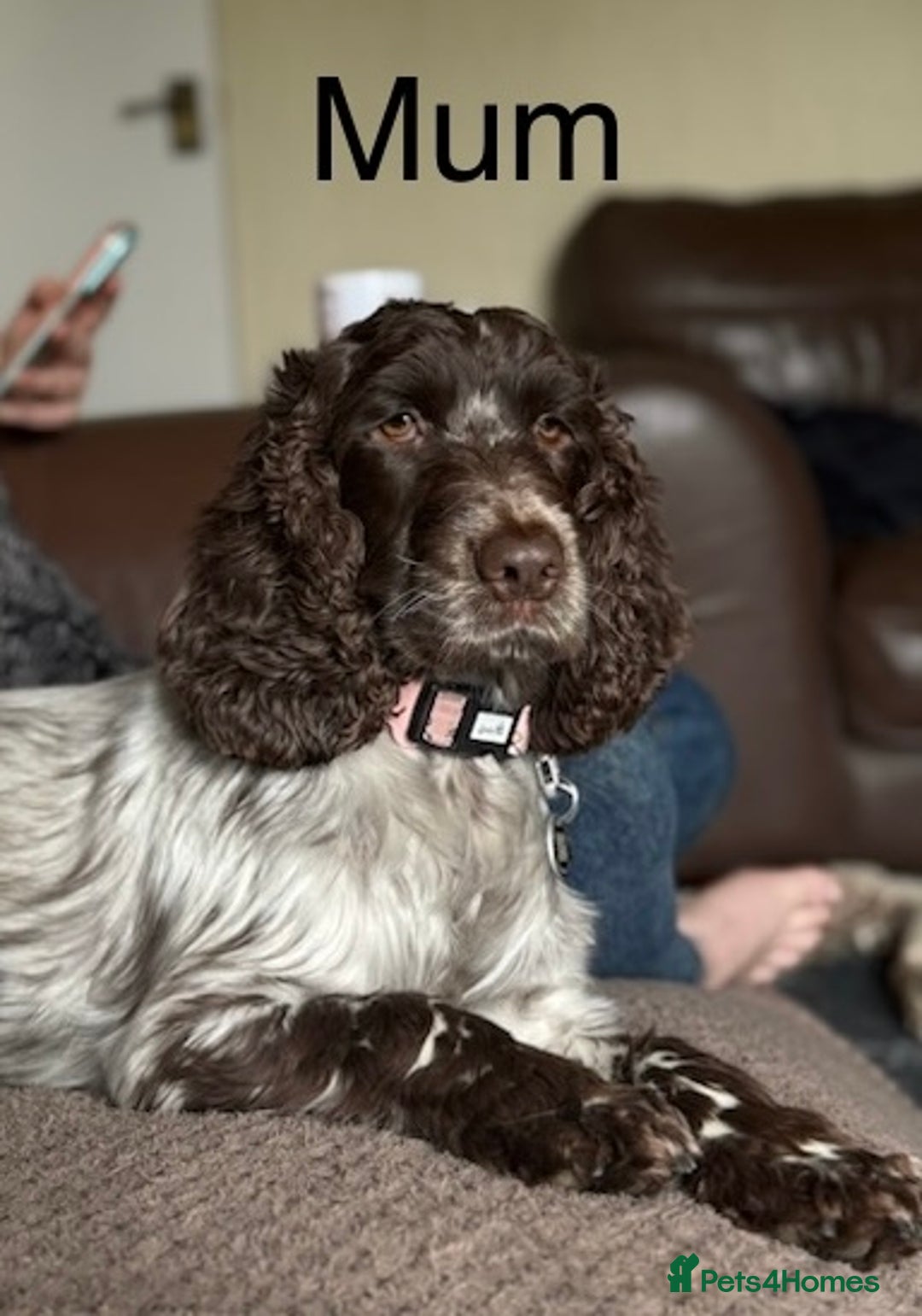 Cocker Spaniel dogs for sale: KC Registered Show Cocker Spaniel Puppies  - Image 13