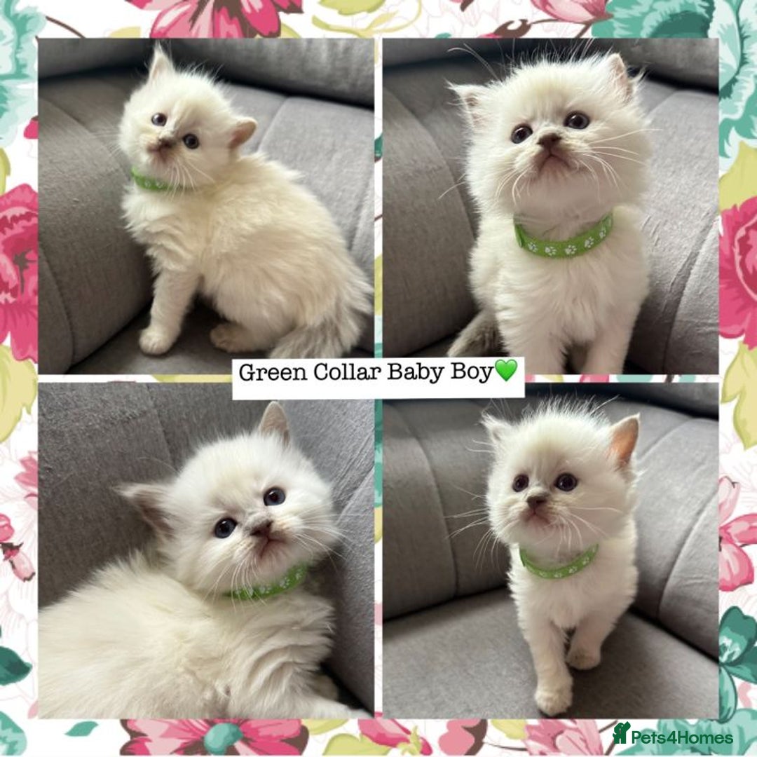 Ragdoll cats for sale: Ragdoll kittens - Advert 2
