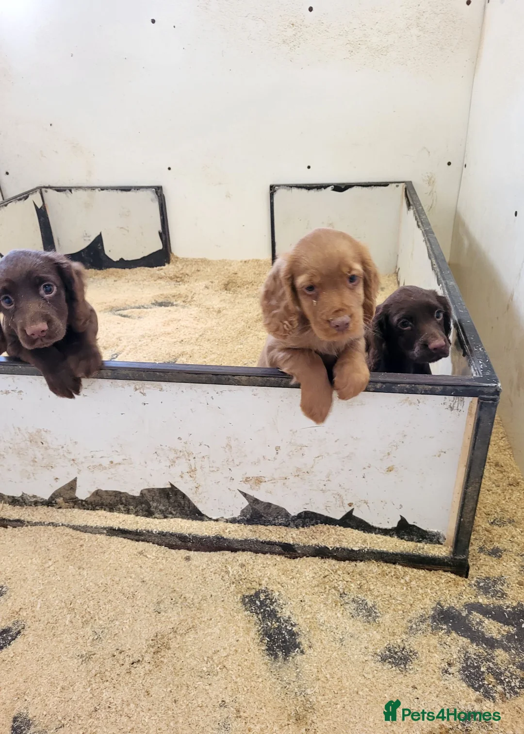 Cocker Spaniel dogs for sale: Cocker Spaniel puppies  - Advert 8