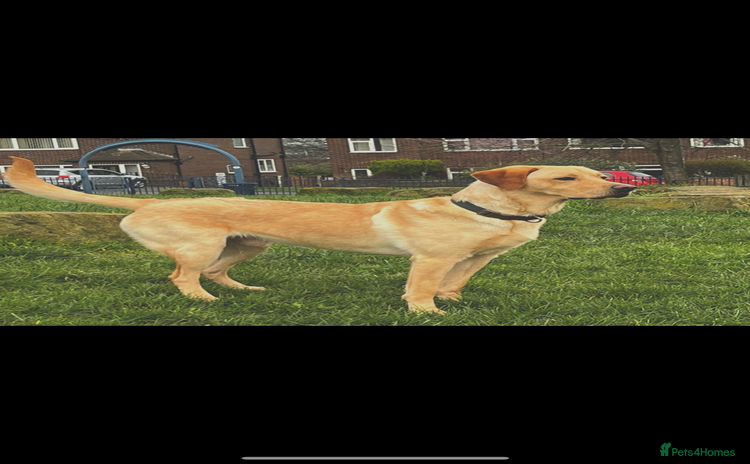 Labrador Retriever dogs - Advert 2